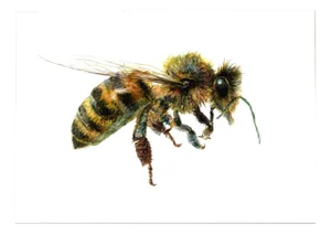 Juris Utāns, Bee from the Side, 2000s, Mixed Media & Paper