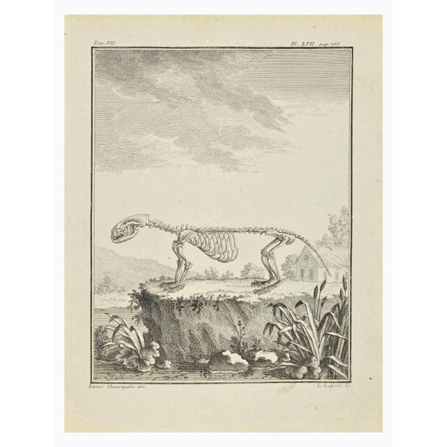 The skeleton is an etching realized in 1771 by Louis Legrand (1723-1807). Titled and signed on the flat. The Artwork...