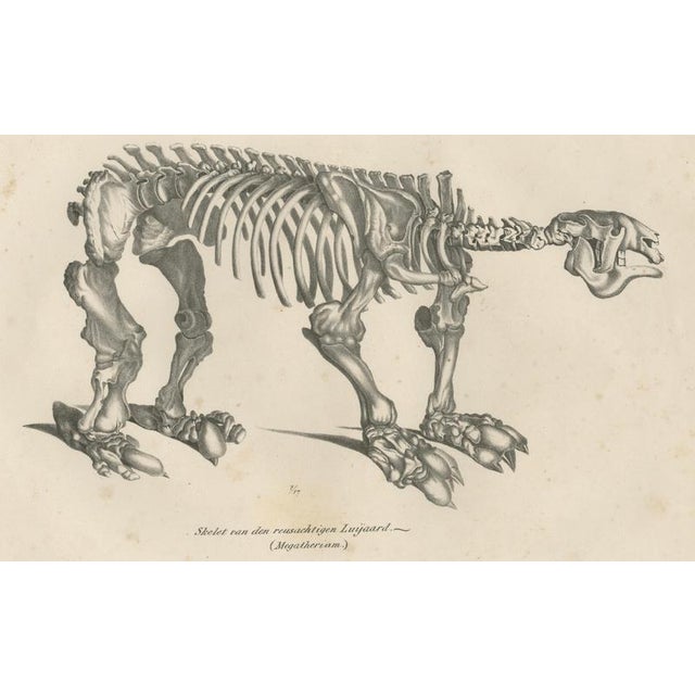 Paper Schinz, Megatherium Skeleton, Giant Ground Sloth, 1830, Lithograph For Sale - Image 7 of 10