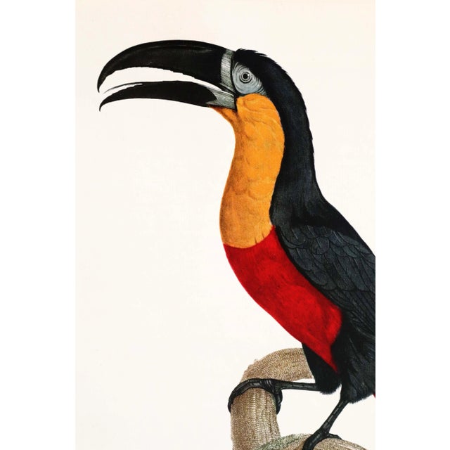 Date: 1960s Size: 14.5 x 10.5 inches interior, matted to 20 x 16 inches Artist: Barraband, Jacques About the Poster:...