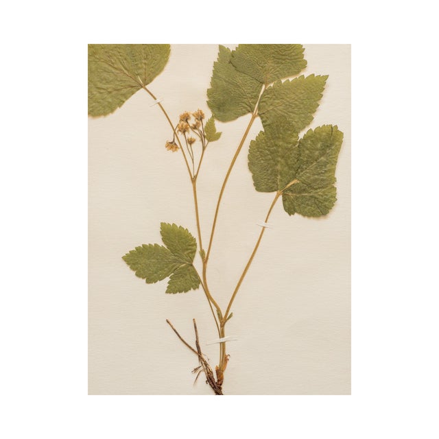 1910s Antique Swedish Herbarium - Stone Bramble, Circa 1911 For Sale - Image 5 of 6