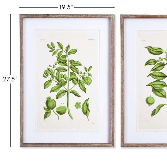 Chinese Guava Prints, Set Of 2 For Sale - Image 3 of 6