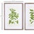Chinese Guava Prints, Set Of 2 For Sale - Image 3 of 6