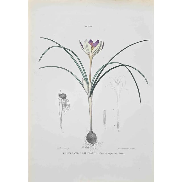 Vincenzo Tenore, Saffron of Imperato, Lithograph, 1870s For Sale