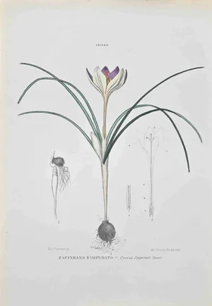 Vincenzo Tenore, Saffron of Imperato, Lithograph, 1870s