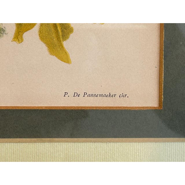 Realism A. Goossens 1890 Antique Botanical Color Lithograph Odonotoglossum Luteo Purpueum For Sale - Image 3 of 7