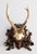 Wood Antique Black Forest Roe Deer Antlers Hunting Trophy Mount For Sale - Image 7 of 7