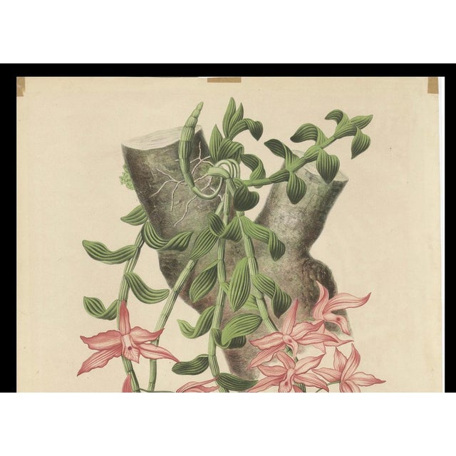 Orchid Elegance: Huge Exquisite Chromolithograph of the Dutch Colonial, 1854, Paper For Sale - Image 4 of 10