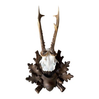 Roe Deer Trophy Black Forest Antlers 40 For Sale