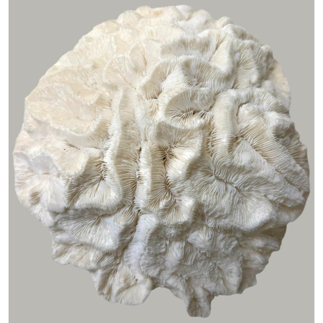 Coastal Large Natural Ruffled Foliose Coral Skeleton Specimen 12" Coastal Decor For Sale - Image 3 of 6