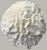 Coastal Large Natural Ruffled Foliose Coral Skeleton Specimen 12" Coastal Decor For Sale - Image 3 of 6