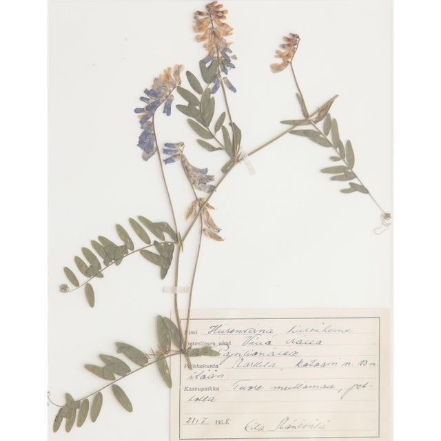 Black Custom Framed Vintage Finnish Herbarium Botanical Specimens - Set of Four For Sale - Image 8 of 18