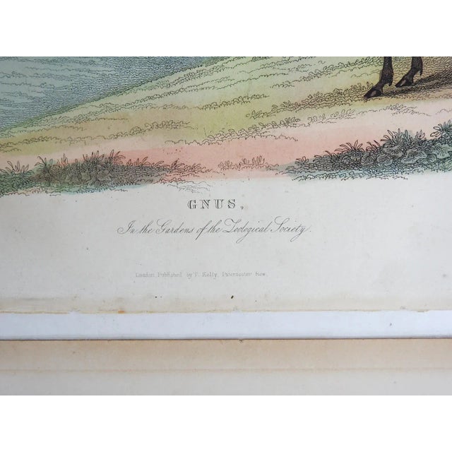 Antique 1850s Large Antelope - a Pair For Sale - Image 4 of 5