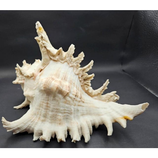 Shell Vintage South Pacific Australian Spiny White W Pink Conch Shell 9.5" X 8" X 7" For Sale - Image 7 of 12