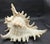 Shell Vintage South Pacific Australian Spiny White W Pink Conch Shell 9.5" X 8" X 7" For Sale - Image 7 of 12