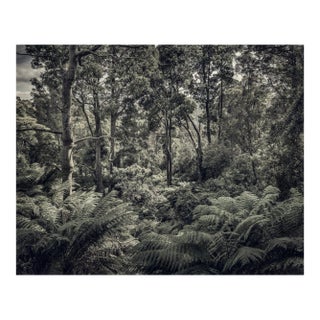 Fern Forest II, British Photograph, Nature, 2013 For Sale