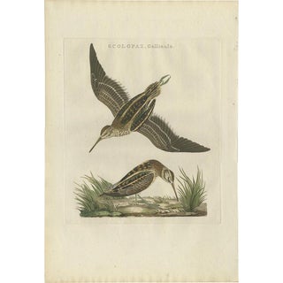 Cornelius Nozeman, M. Houttuyn & J. C. Sepp, Bird Illustration of the Wader Jack Snipe, 1797, Hand-Colored Print For Sale