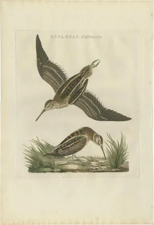 Cornelius Nozeman, M. Houttuyn & J. C. Sepp, Bird Illustration of the Wader Jack Snipe, 1797, Hand-Colored Print