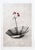 Andrew Scott, Bloom 2024 Giclée on 310 gsm Etching Rag Paper - Hand torn edges Edition of unknown size from a timed...