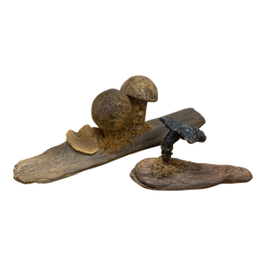 Pair of Late 19th Century French Folk Art Instructional Mushroom Specimens