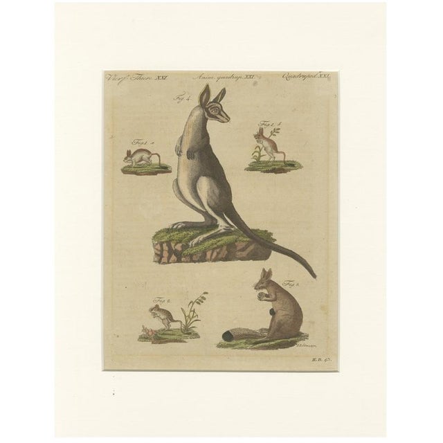 Bertuch, Kangaroo, Wallaby & Hopping Mammals, 1795, Engraving For Sale - Image 10 of 10