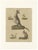 Bertuch, Kangaroo, Wallaby & Hopping Mammals, 1795, Engraving For Sale - Image 10 of 10