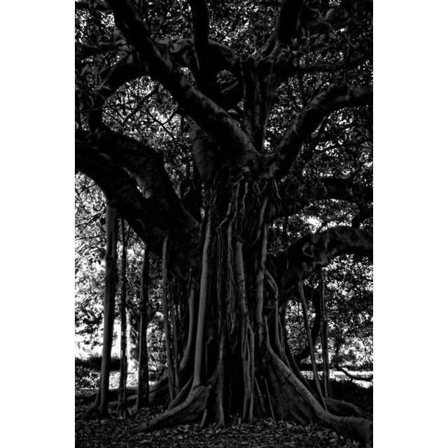Black Tree Signed Limited Edition A majestic Ficus macrophyla tree, photographed in Sydney Australia. 2014 Stuart Möller...