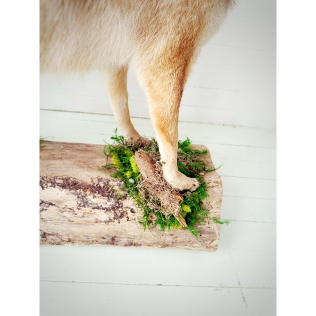 Tan Vintage Full-Body Howling Coyote Taxidermy on Handcrafted Woodland Display Base For Sale - Image 8 of 12