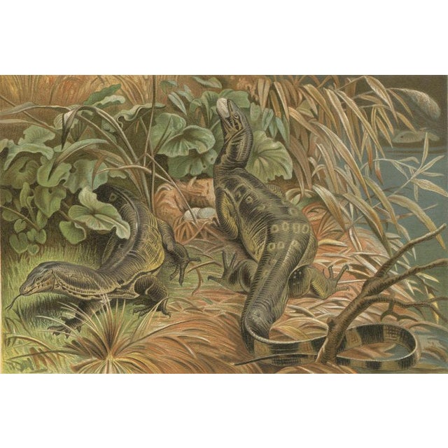 P. J. Smit, Water Monitors Robbing a Nest, 1895, Color Lithograph For Sale - Image 4 of 9