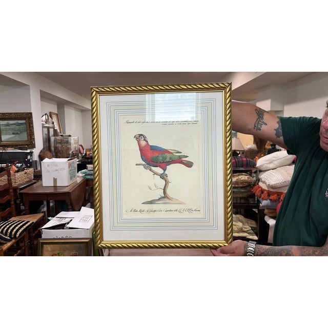 A classic vintage ornithological art print depicting a colorful parrot perched on a branch, featuring Italian descriptive...