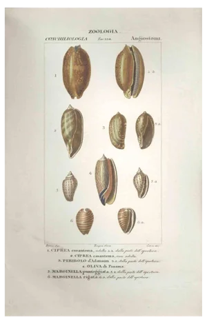 Pierre Jean François Turpin, Angiostomatida, Etching, 1831