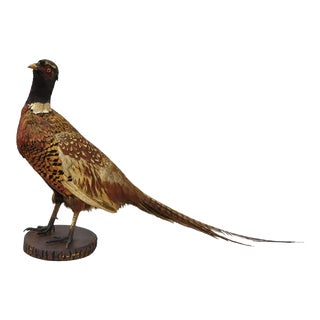 Vintage Ringneck Pheasant Bird Full Body Standing Mount Taxidermy For Sale