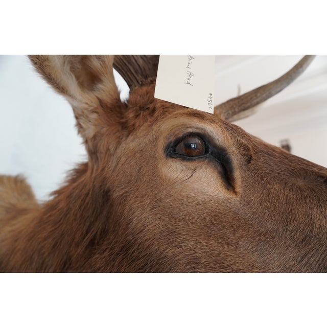 Elk Trophy Head & Shoulder Mount For Sale - Image 12 of 17