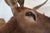 Elk Trophy Head & Shoulder Mount For Sale - Image 12 of 17