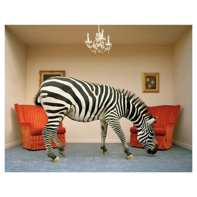 Matthias Clamer, Zebra in Living Room Smelling Rug, Side View, Photographic Print, 2022 For Sale