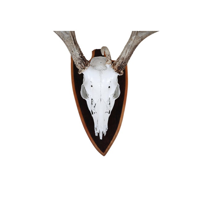 Bone Mounted Atypical 9 Point Deer Skull - Abnormal Antlers For Sale - Image 7 of 11