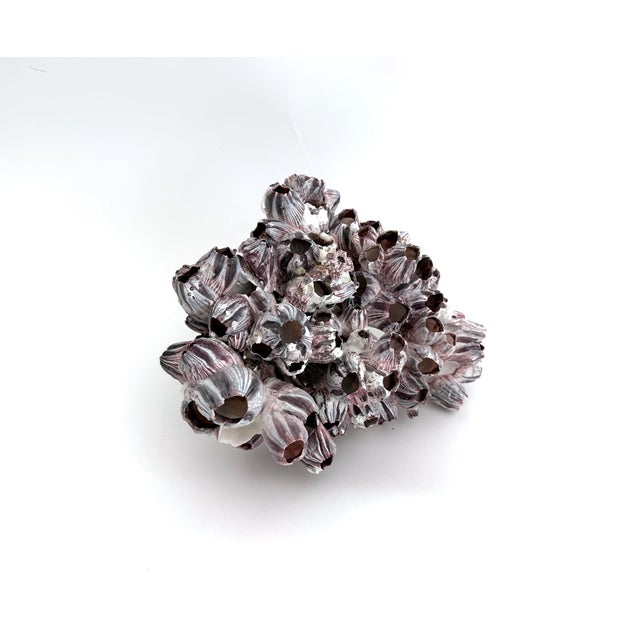 Large cluster of natural ocean barnacles in a range of pinks and purple. Flaws and imperfections as found in nature. Can...