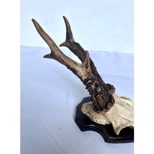 1970s Vintage 1973 German Roe Deer Antler Mount With Matching Jawbone For Sale - Image 5 of 14
