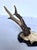 1970s Vintage 1973 German Roe Deer Antler Mount With Matching Jawbone For Sale - Image 5 of 14
