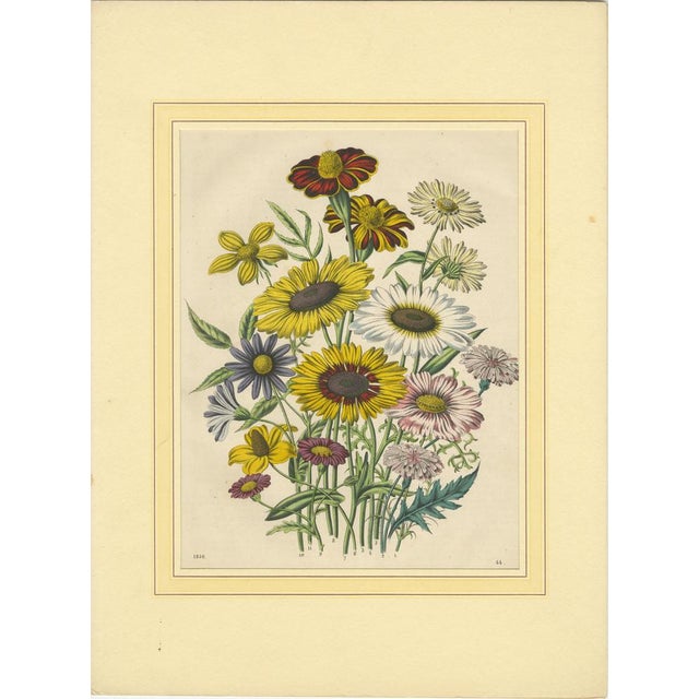 Set of Four Colorful Botanical Flower Prints from Book of Worlds, circa 1850 This beautifully preserved set of four hand-...