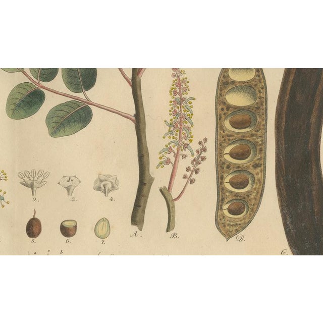 Antique Carob Botanical Print Ceratonia Siliqua, 1831 For Sale - Image 5 of 10