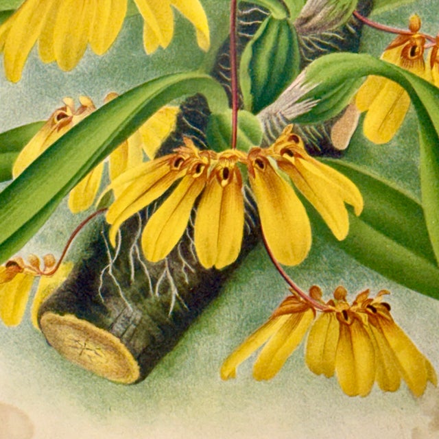 1890s Gilt & Slub Linen Framed Lindenia Orchid Print Curated by Turtle and Crane - Palm Beach Regency Maximalist For Sale In Mobile - Image 6 of 16