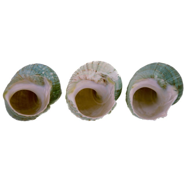 Late 20th Century Green Blue Turbo Shells – Set of 3 For Sale - Image 5 of 5