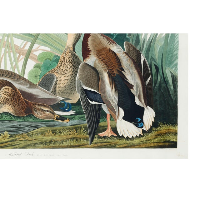 Mallard Duck, Vintage Art Print Reproduction From Birds of America by John James Audubon, 40" X 60" For Sale - Image 11 of 11