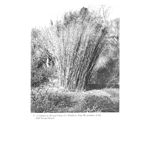 "Bamboos: A Gardener's Guide to Their Cultivation in Temperate Climates" 1968 Lawson, a.h. For Sale In New York - Image 6 of 8