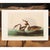 Teal 1966 Vintage Cottage XL Print "Crested Grebe" After John James Audubon For Sale - Image 8 of 9