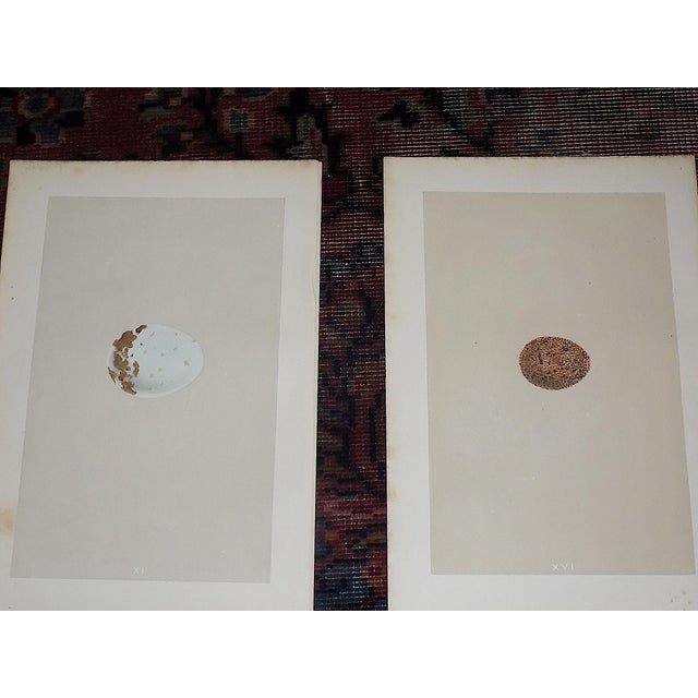 Antique 19th Century Hand Colored Birds of Prey Egg Lithographs - Set of 9 For Sale In Cincinnati - Image 6 of 11