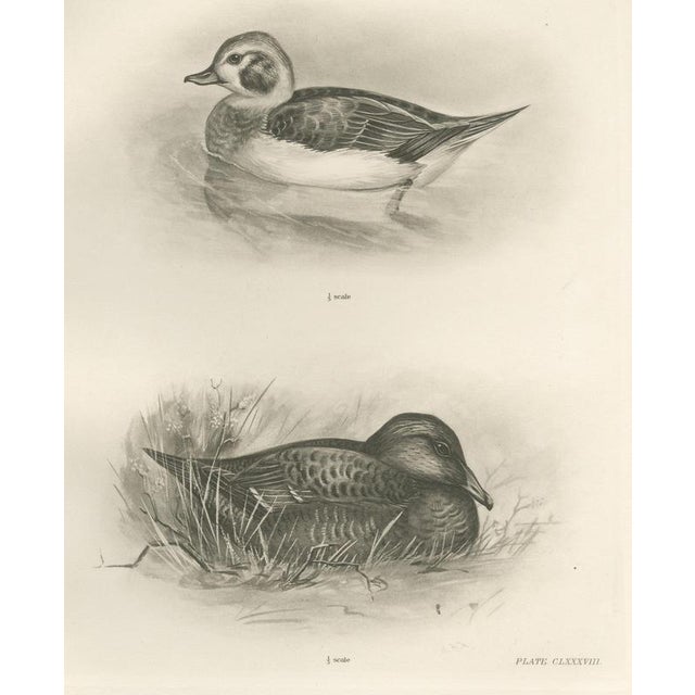 Lilian Marguerite Medland, Long-Tailed Duck, Two Figures, 1909, Print For Sale - Image 12 of 12