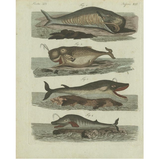 Bertuch, Sperm Whale and North Atlantic Whales, 1800, Engraving For Sale - Image 9 of 9