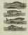 Bertuch, Sperm Whale and North Atlantic Whales, 1800, Engraving For Sale - Image 9 of 9